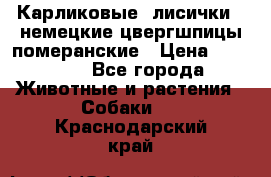 Карликовые “лисички“  немецкие цвергшпицы/померанские › Цена ­ 35 000 - Все города Животные и растения » Собаки   . Краснодарский край